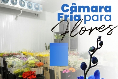 Câmara Fria para Flores